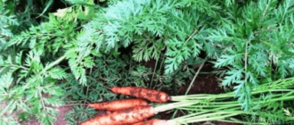 Как поливать морковь