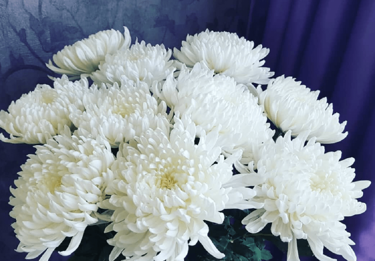 цветы