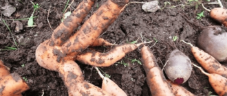 Почему морковь корявая и рогатая