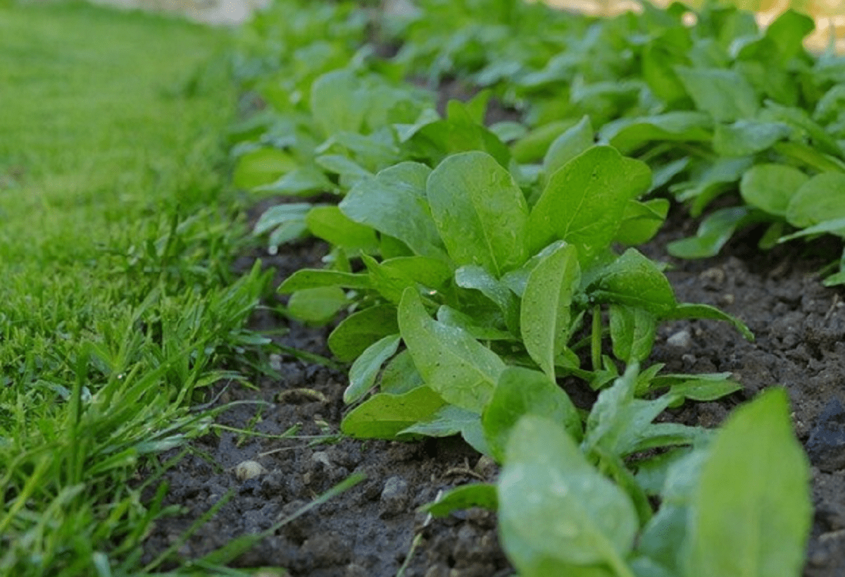шпинат выращивание и уход