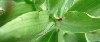 Красные жуки на лилиях