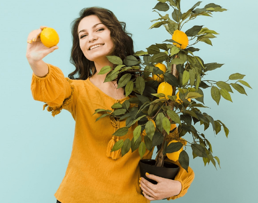 как вырастить лимонное дерево